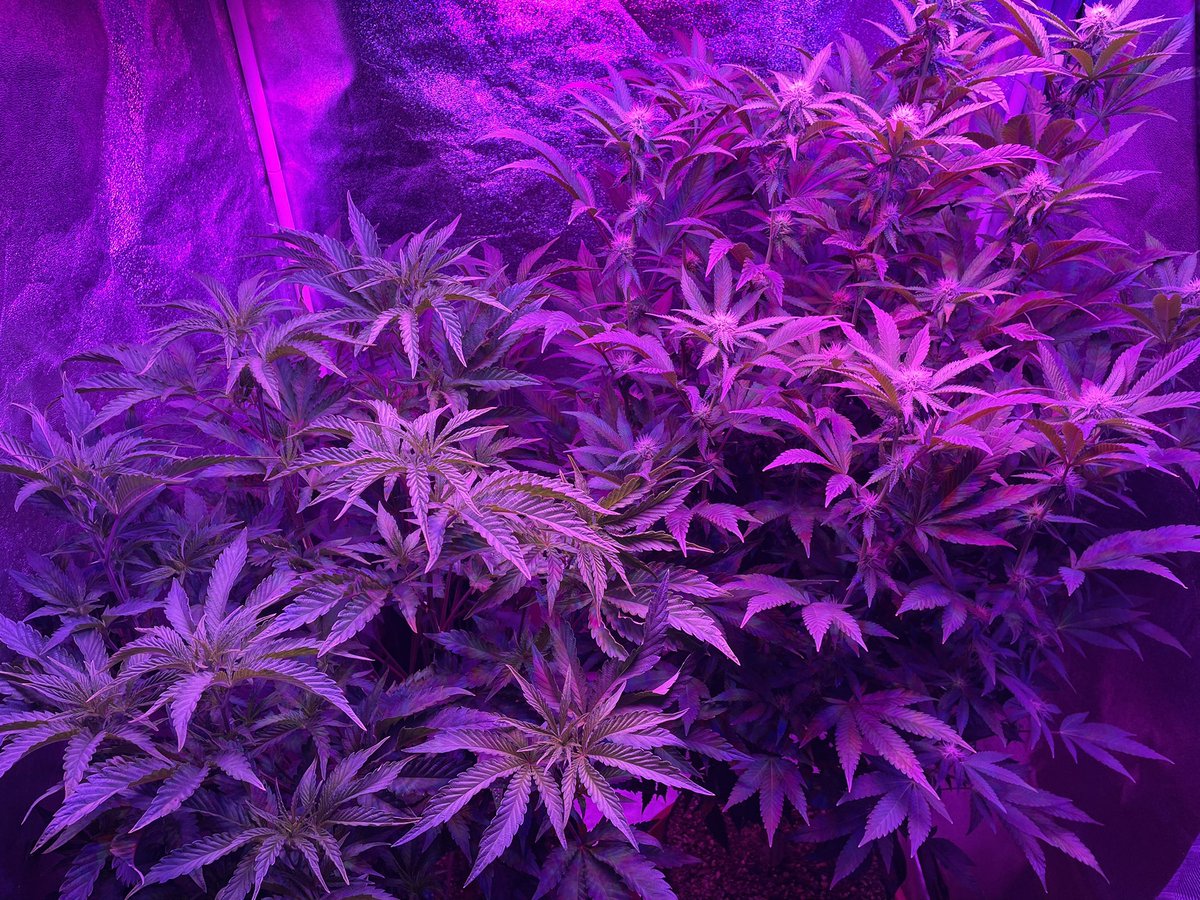 Kilodafingo's tweet photo. Welcome to the jungle https://t.co/ecZuYLm6Lb