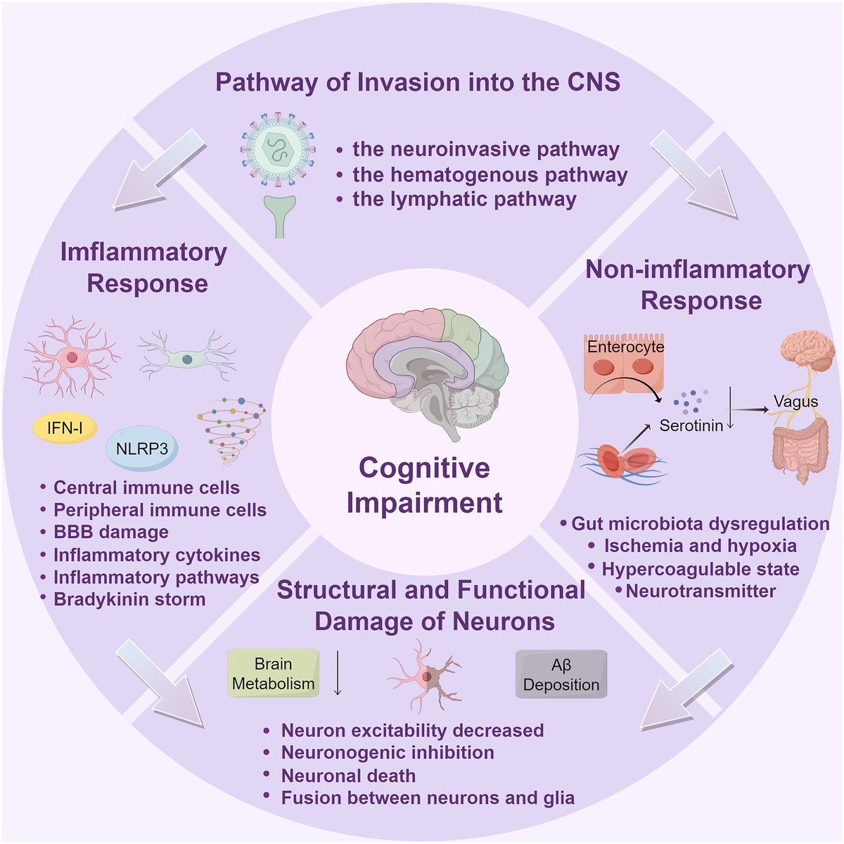 Brain_X_Journal's tweet photo. COVID‐19 and cognitive impairment: From evidence to SARS‐CoV‐2 mechanism
https://t.co/lrvXCZ4VnK https://t.co/LOZrwexOvE