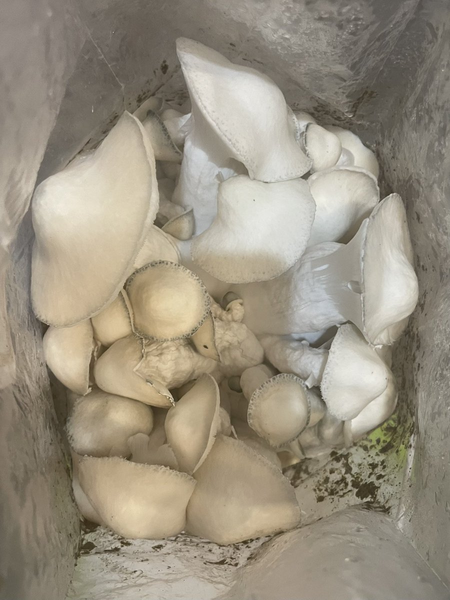 mycochanel's tweet photo. AIO Growbag results submitted by a customer from Michigan 🧬: APE https://t.co/8y2aleJGmN