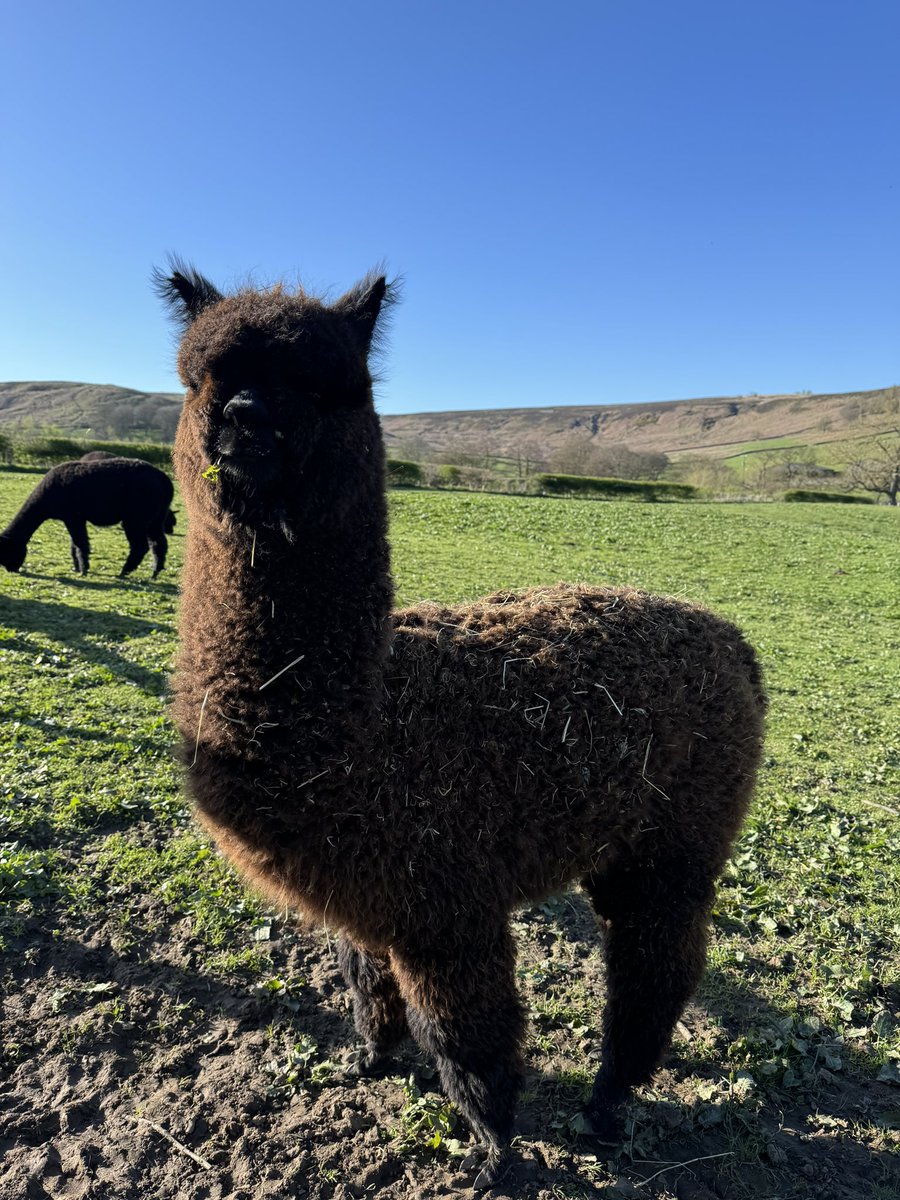 The weather is definitely drier 🤞 but it’s still alpaca hat weather 🥶