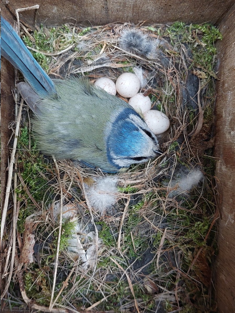 2/2 snapping a lot of leaves off the trees, therefore again less food is available. On the Dutch mainland, some early broods had first chicks today, but on the Isle of #Vlieland, the first females only just started incubation. Fingers crossed that they cope..🤞🤞🤞