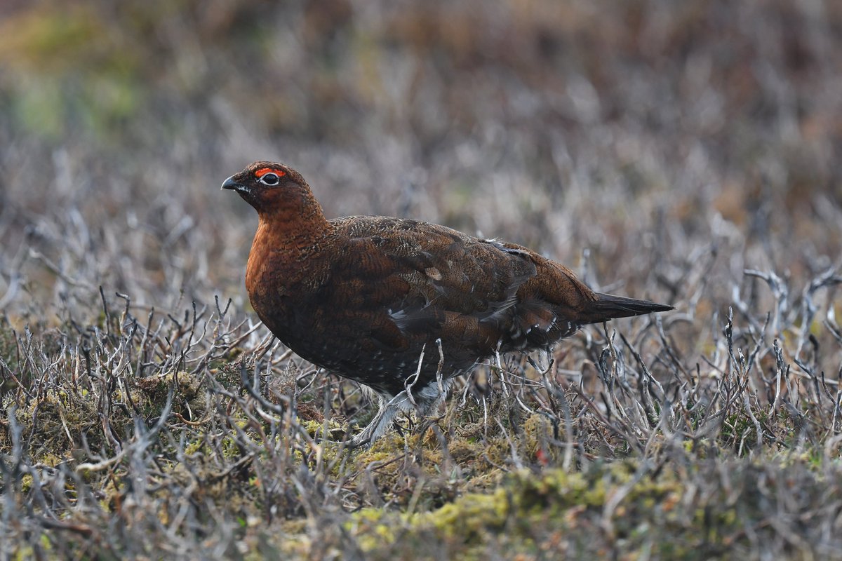 Red Grouse at Danby recently @teesbirds1 @nybirdnews