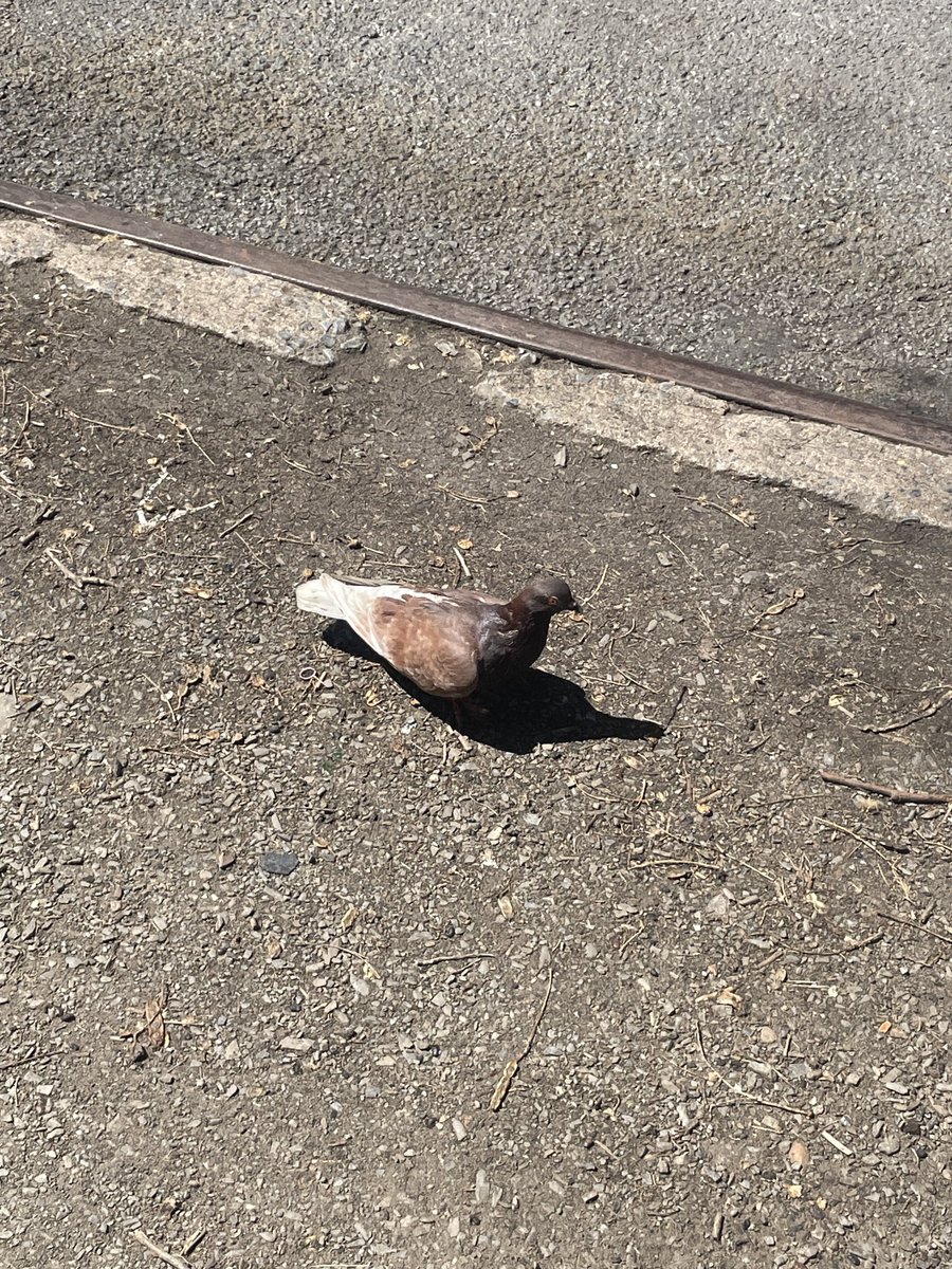 @hoghouse59 i love u. look at this pigeon i just saw