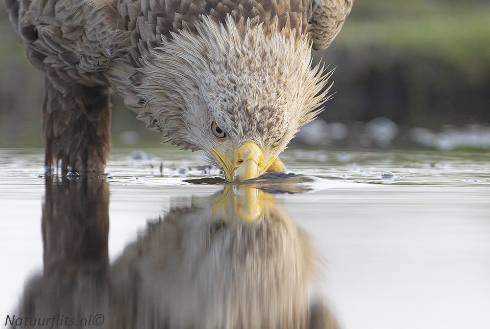 Zeearend in de #onlanden <a href="/staatsbosbeheer/">Staatsbosbeheer</a> <a href="/GR_Landschap/">Het Groninger Landschap</a> <a href="/dvhn_nl/">Dagblad van het Noorden</a> <a href="/RoegTV/">ROEG!</a> <a href="/VroegeVogels/">Vroege Vogels</a> @Natuurmonument