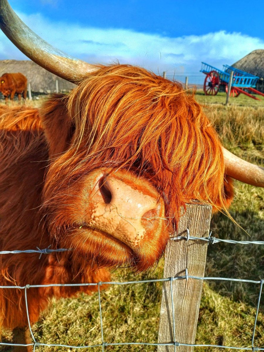 What are moo looking at?! 👀 Happy #Coosday from this beauty 🐮 📍 Isle of #Skye 📷 IG/davidmajesticphotography