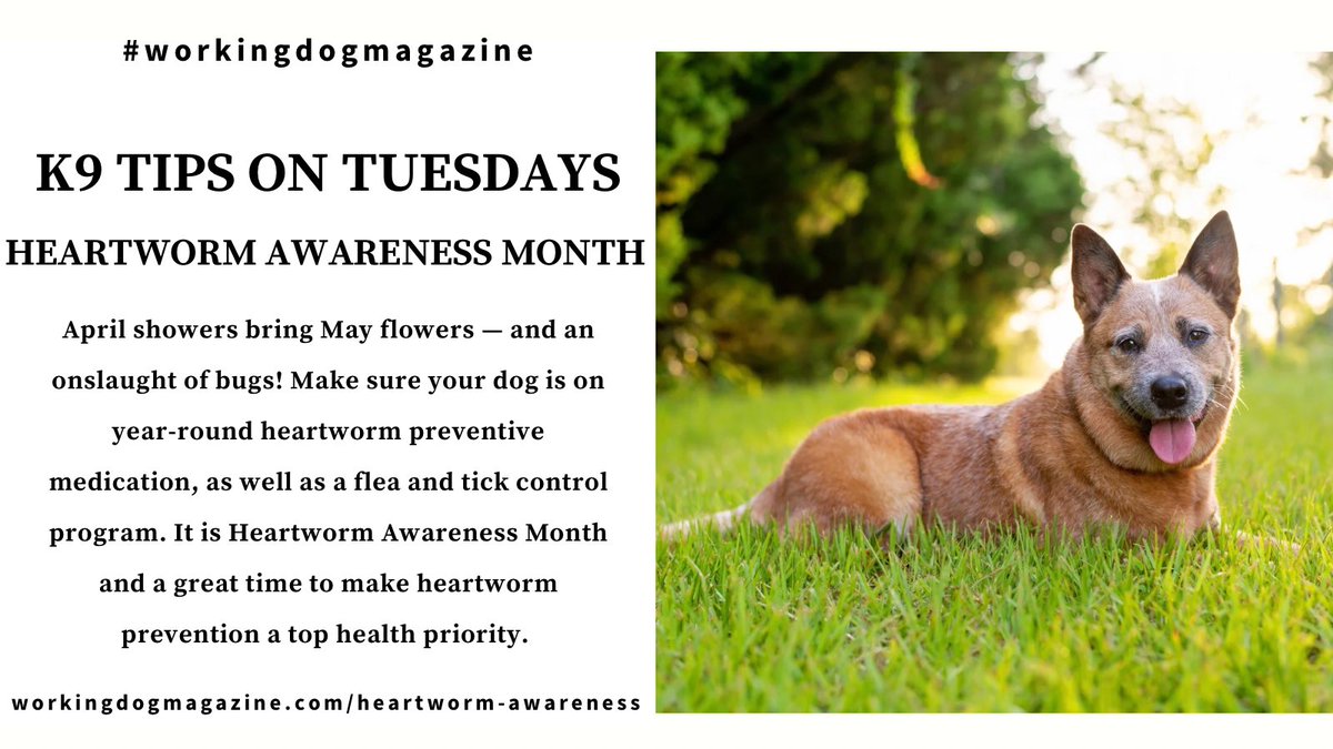 ⚕️🐾 ℹ️ ⁣⁣⁣ ⁣⁣⁣⁣ @workingdogmag K9 Tips on Tuesdays: Heartworm Awareness Month ⁣ ⁣⁣⁣⁣⁣⁣⁣⁣⁣⁣⁣⁣ Full article: workingdogmagazine.com/heartworm-awar…⁣ ⁣⁣⁣⁣⁣⁣⁣⁣⁣⁣⁣⁣ you deserve a trusted source ⁣⁣⁣⁣⁣ #thinlinemedia #workingdogmagazine #wdtc #dogpeople