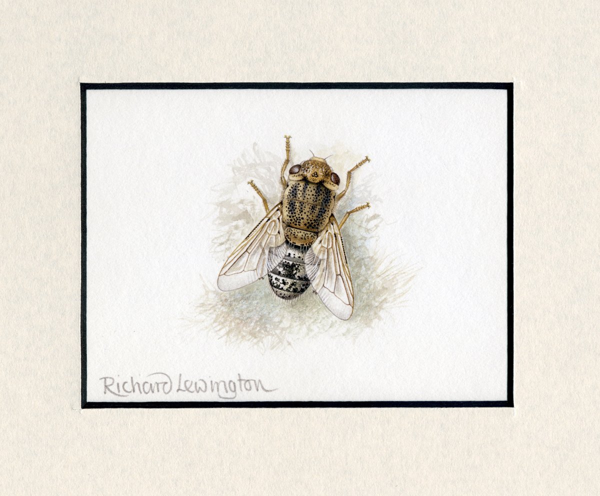 I've just added lots more small, signed and mounted insect paintings to my website. They're going fast, I'm told I'm not asking enough for them!! richardlewington.co.uk/album.php?id=2…