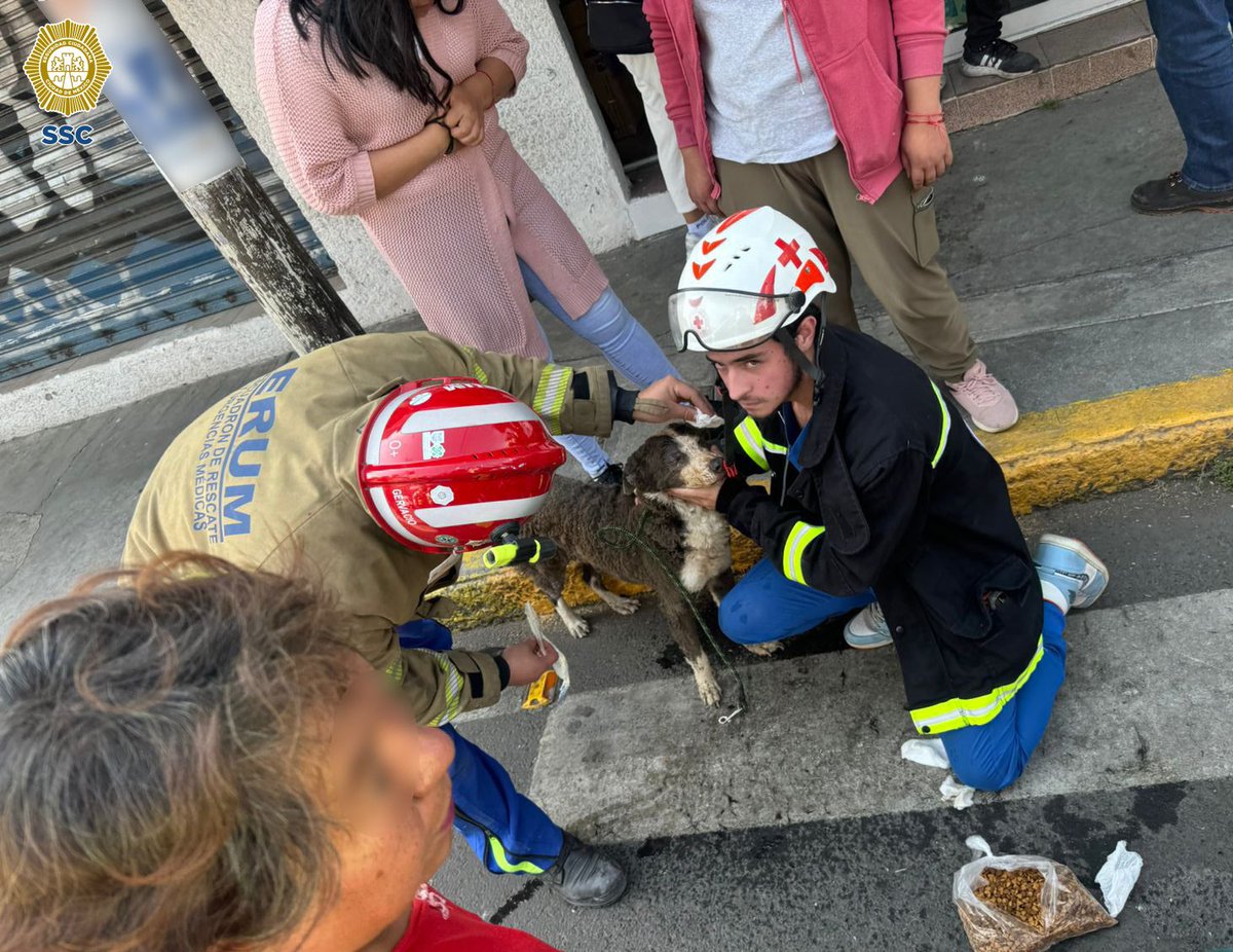 rbarriosfuentes's tweet photo. Un perrito terminó herido, tras la explosión en una casa en Tlalpan.

Y sin pensarlo dos veces, los paramédicos del ERUM le dieron los primeros auxilios. 

Todas las vidas son importantes. Gracias por su empatía. 🙏🏼 https://t.co/YmZnX848Ro