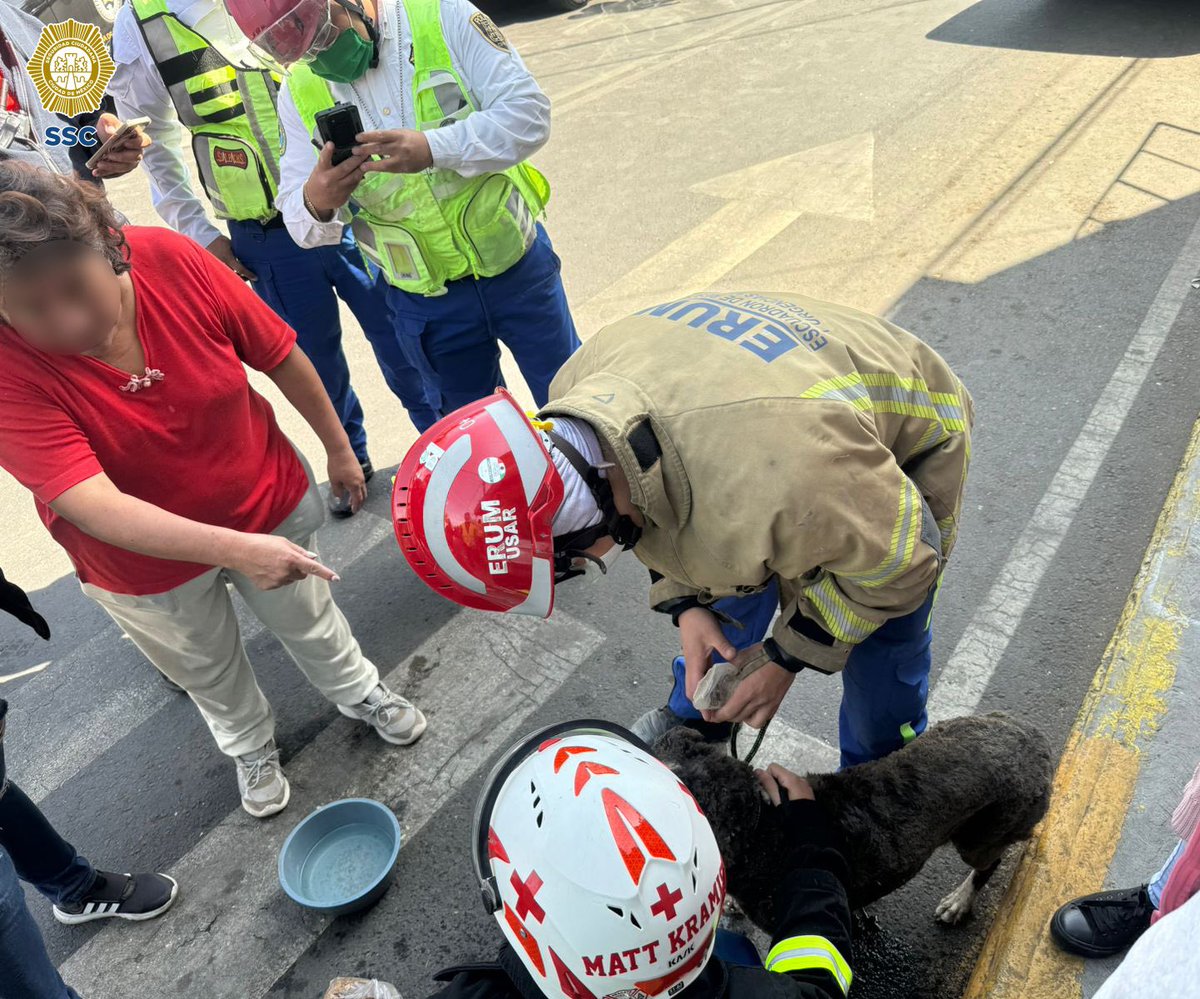 Un perrito terminó herido, tras la explosión en una casa en Tlalpan. Y sin pensarlo dos veces, los paramédicos del ERUM le dieron los primeros auxilios. Todas las vidas son importantes. Gracias por su empatía. 🙏🏼