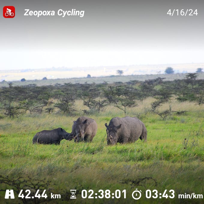 Riding bikes for rhino awareness is more than just an act of physical endurance—it's a moving tribute to these endangered animals and a proactive step towards ensuring their survival for future generations.
#ridingforrhinos #rhinolifematters #protectrhinos #rhinoconservation