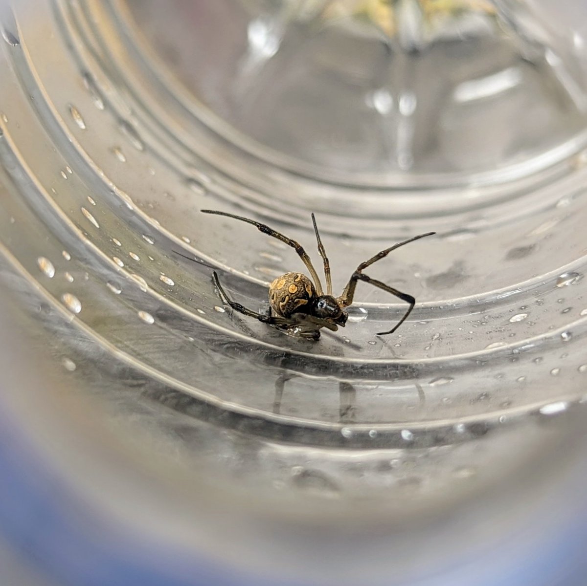 HeMaNe's tweet photo. Creo que Jodi la arañita, viuda marrón. (Latrodectus geometricus). https://t.co/dDxvlKN8S7