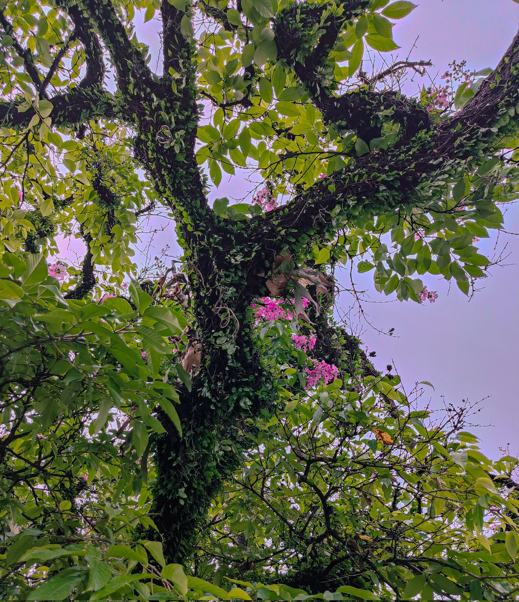 lu_wixzzy's tweet photo. Beauty of springtime blossoms π·
πΈ': @Oppo Reno 10 Pro @Snapdragon powered device
#FsprintMonday
#SpringVibes
#SpringInBloom #apicoftheweek #sharemondays2019 #growthisspring #springinbloom
#ShotOnSnapdragon https://t.co/sB0bznVJE3