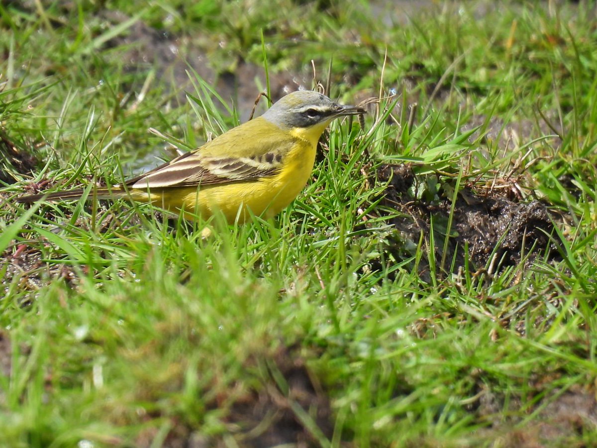 L8WFC81's tweet photo. Updated to Blue Headed Wagtail at Elton. https://t.co/i65GRcX5QO
