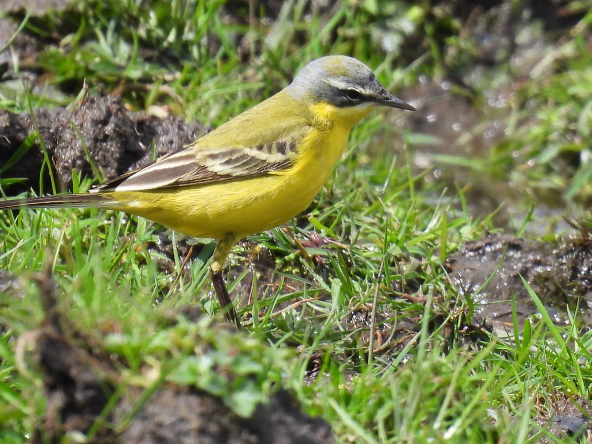 L8WFC81's tweet photo. Updated to Blue Headed Wagtail at Elton. https://t.co/i65GRcX5QO