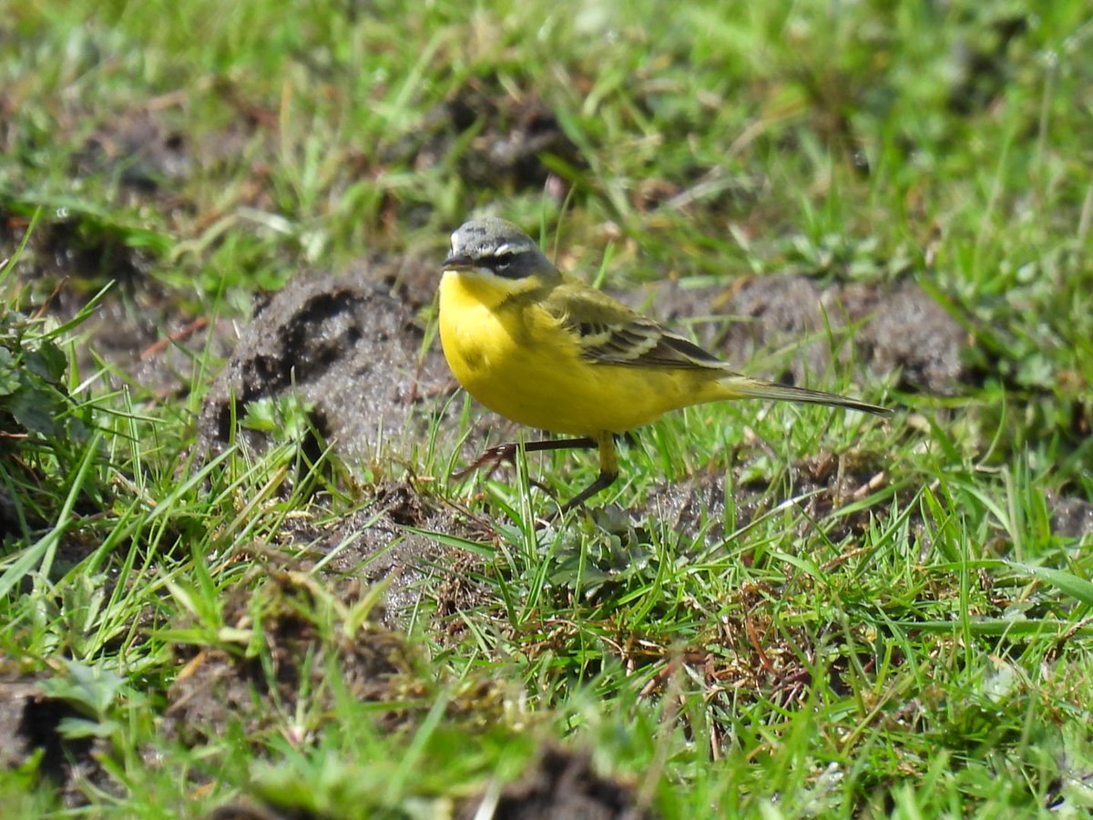 L8WFC81's tweet photo. Updated to Blue Headed Wagtail at Elton. https://t.co/i65GRcX5QO