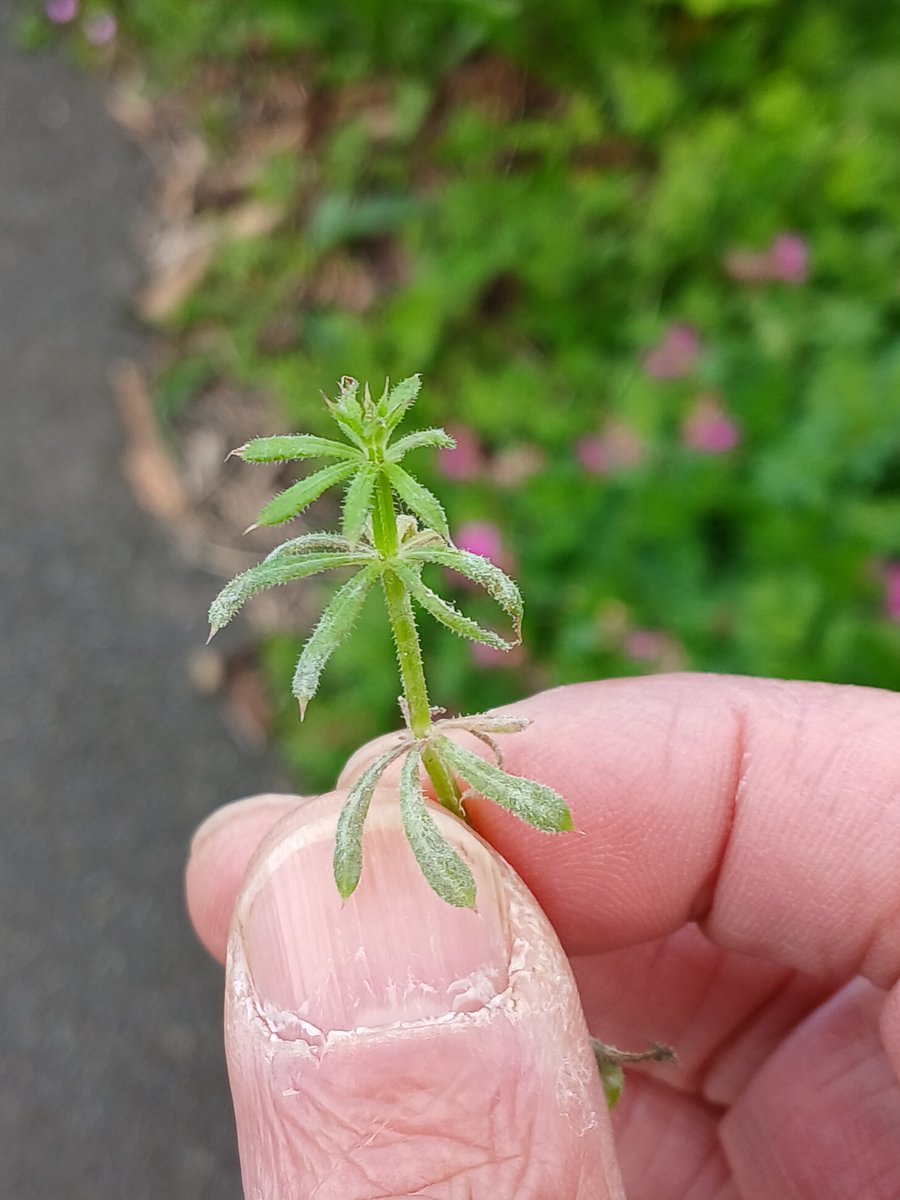 Urban streets can be just as rewarding as 'wild' areas when hunting for plant pathogens. This unhappy-looking Cleavers plant has been affected by the powdery mildew Neoerysiphe galii. Found not far from home today. @BritMycolSoc #TwitterNatureCommunity