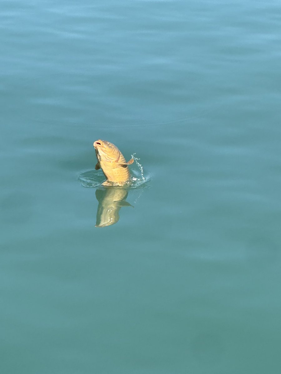 Sam_mcdermott1's tweet photo. @robertloerzel Caught this picture of maybe the same carp at the Montrose Pier on Sunday https://t.co/fiUTCfEcxu