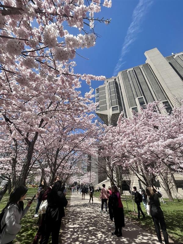 🌸 IT’S HAPPENING 🌸 The Sakura trees in front of Robarts Library are bursting into full bloom, a gift from @CGjapanTO since 2005. Amidst exam stress, take a moment to enjoy the warm weather and the blossoms. 🌸✨