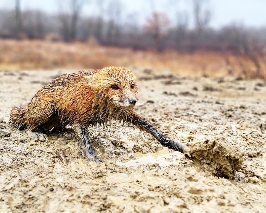 When an animal is caught in a trap, they suffer for endless hours. Sometimes larger predators come along and kill the defenseless animal. Humans negatively and cruelly manipulate nature through trapping. Foxes control rodents. We need them! #BanTrapping