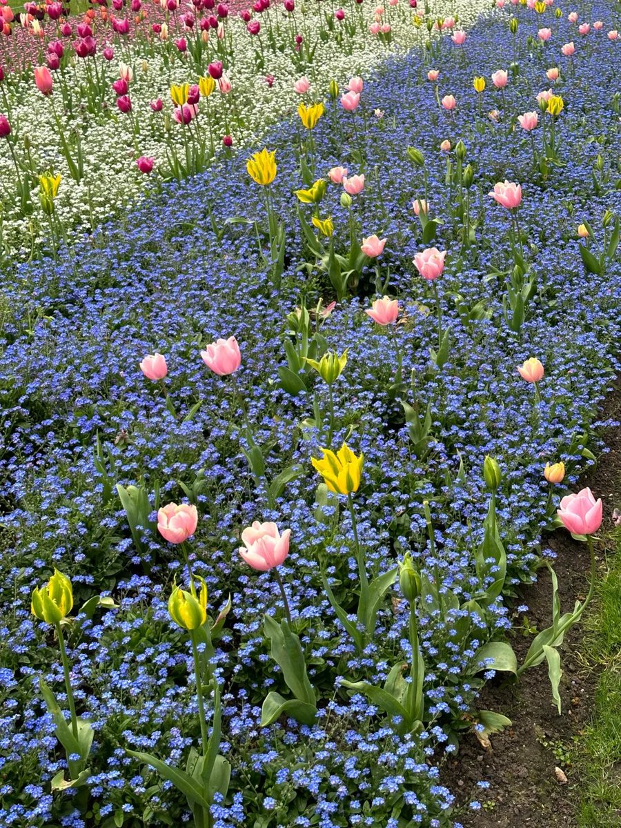 Tulips bring full London park effect in April🌷
📍：Victoria Embankment Gardens
