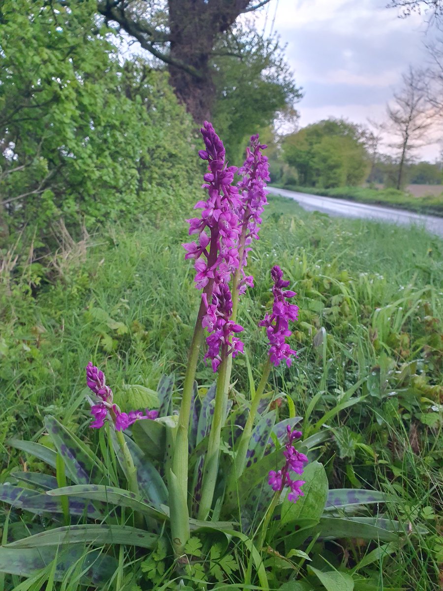 Alison Allen tweet media