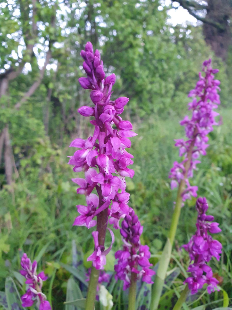 Alison Allen tweet media