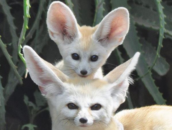 Fennec Every Hour! tweet media