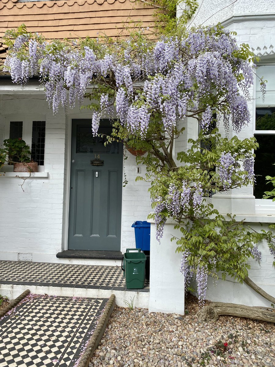 The joy of people’s front gardens on my work trips to The National Archives London - this week it’s wisteria.