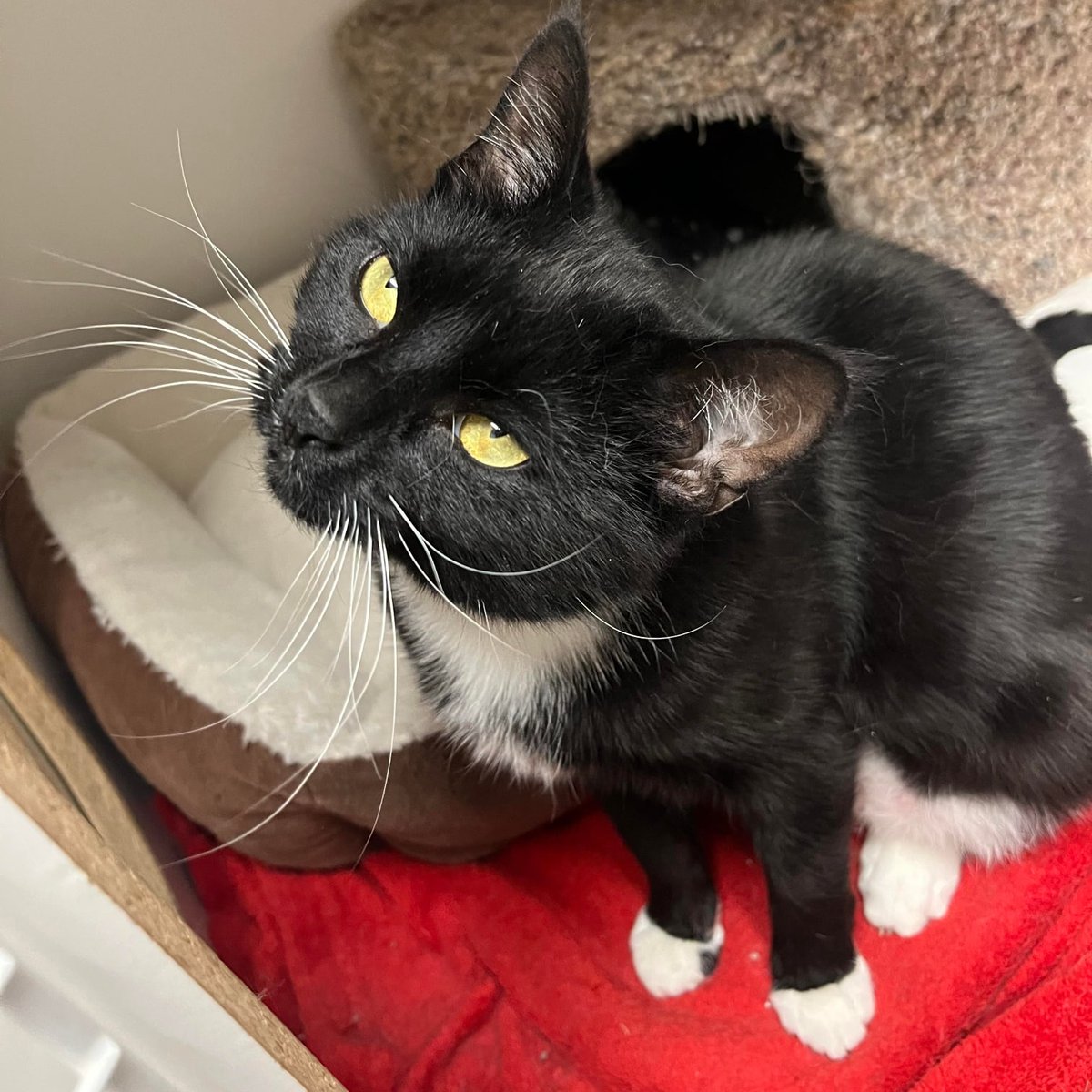 Pet purrsonal star Ramona here to tell you her adoption fee is only $75 until Thursday! 

#safeteamrescue #safeteamkitty #adoptdontshop #kittytwitter #edmontonadoptables #rescuecat #rescuedismyfavoritebreed #yegcats #catlovers