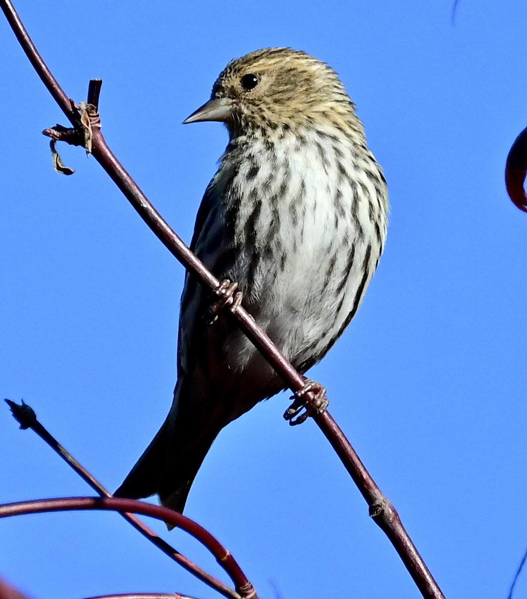 #AlphabetChallenge #WeekP 
P is for Pine Siskin