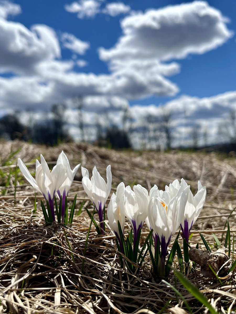 So happy to see more spring flowers blossoming.