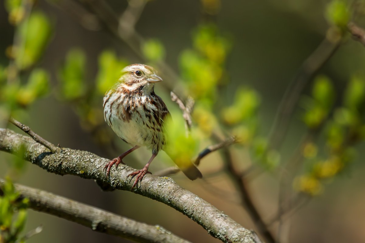 Song Sparrow hiding in the woods this afternoon. Photographed with a Canon 5D Mark IV & 100-400mm f/4.5-5.6L lens +1.4x III. #birdwatching #birdphotography #wildlife #nature #woodlandcreatures #teamcanon #canonusa