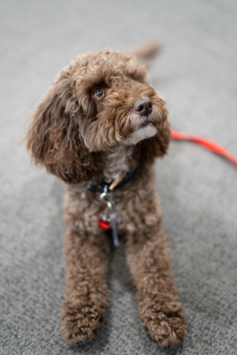 RowenWilkins's tweet photo. Last week "Pets as Therapy" came to John Lewis to interact with the staff and well I thought I would share some of the more adorable photos from their visit (2/7) #petsastherapy #johnlewis https://t.co/9ZMjsKDVLo