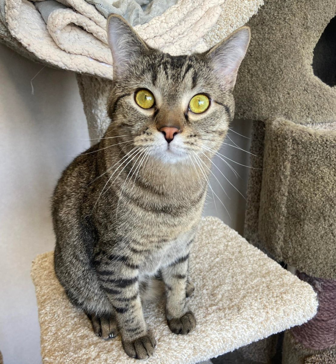 Meet Wally, one of our Kitchen Magpie sponsored room residents! 

This little lovebug is 1 year old and ready to find his furever family! 

#safeteamrescue #safeteamkitty #adoptdontshop #edmontonadoptables #rescuecat #rescuedismyfavoritebreed #yeg #yegcats #catlovers
