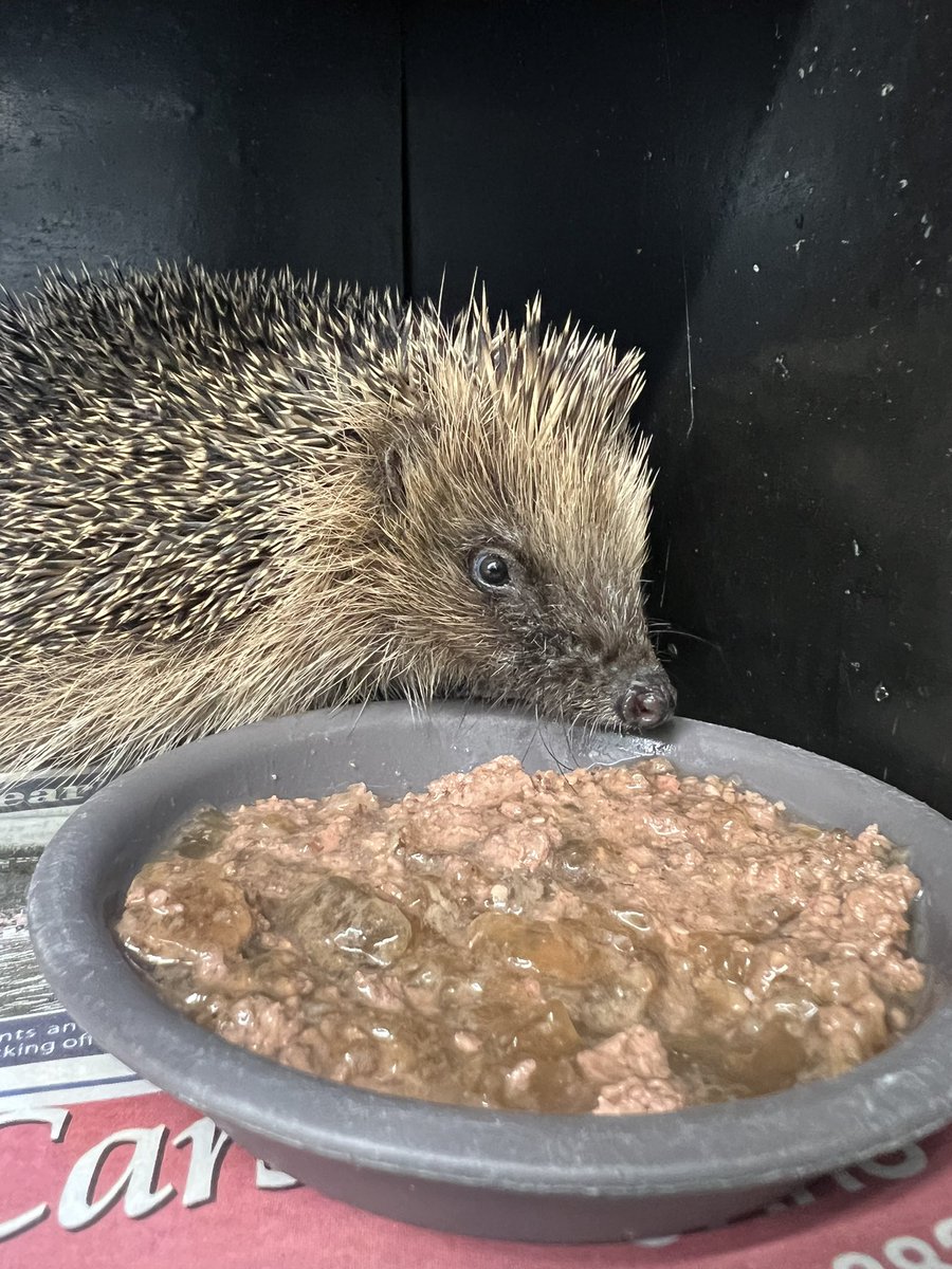 Mortimer was one of 4 new admissions yesterday, he was trapped in a shed and was very cold and dehydrated on admission. Looking much brighter today thankfully and was tucking into food straight away this evening 😋