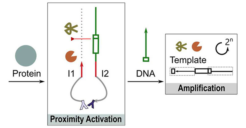 PEAR: a design framework toward a general proximity activation mechanism that enables the use of #protein as an input trigger for the #DNA exponential amplification reaction has been established by researchers. @nus_che_eng_res @NUSingapore Learn more: go.acs.org/8VO