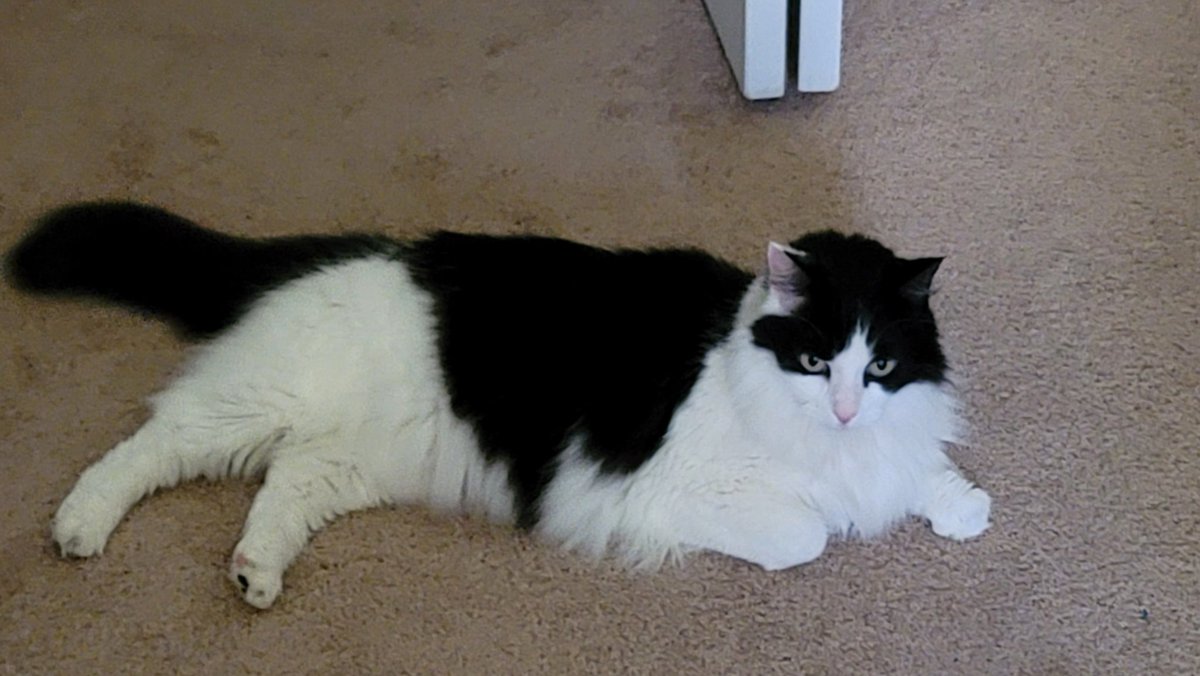 ReRolling Robbie tweet media