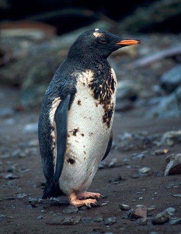 Ultra_Canalla2's tweet photo. Terrible la campera que sacó #NOBoy en conmemoración a los atentados que sufren los #Pingüinos https://t.co/IRRWR9XTwE