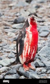 Ultra_Canalla2's tweet photo. Terrible la campera que sacó #NOBoy en conmemoración a los atentados que sufren los #Pingüinos https://t.co/IRRWR9XTwE