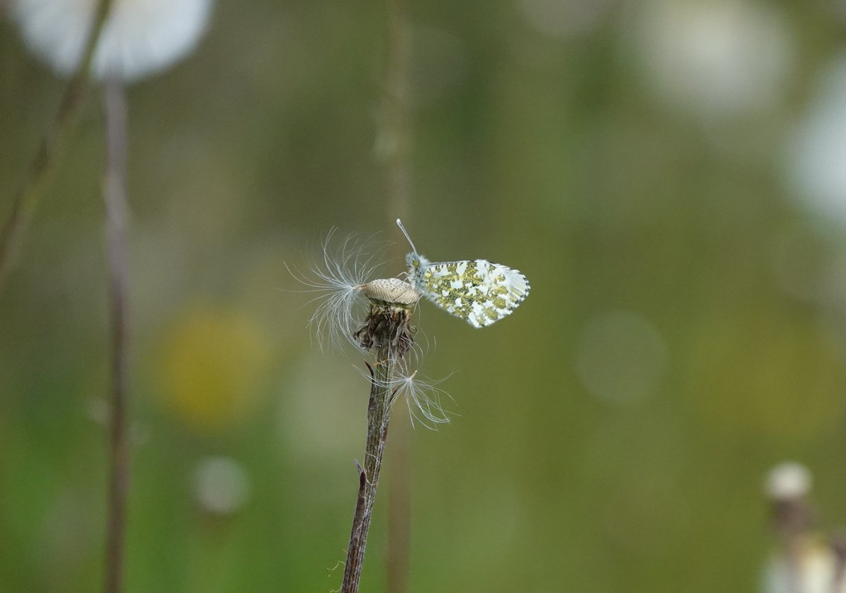 Here's one for #butterfly spotters. Especially @Tazzyb and @John1Coakley . A roosting Orange Tip on a Colsfoot seed head. Zoom in.....@BCWarwickshire