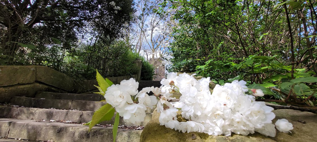 Stairway to Heaven...💒 One thing I dislike is the wind at this time of year it destroys the beautiful spectacle of the spring blossoms 🌸 💨🌳 Beautiful but cold and windy along St.James Gardens and Mount today.. Absolutely beautiful here #inmyliverpoolhome 😉