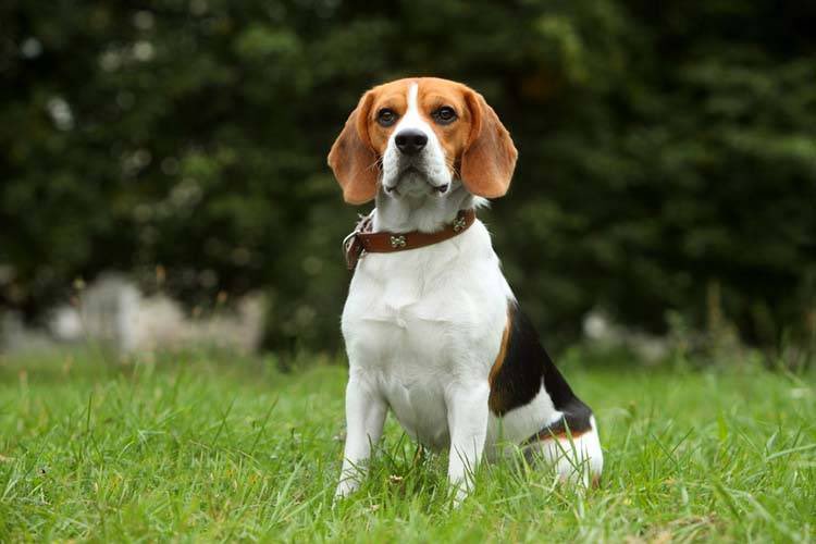 maltazapine's tweet photo. @nonananas is a beagle https://t.co/brOceXgY4z