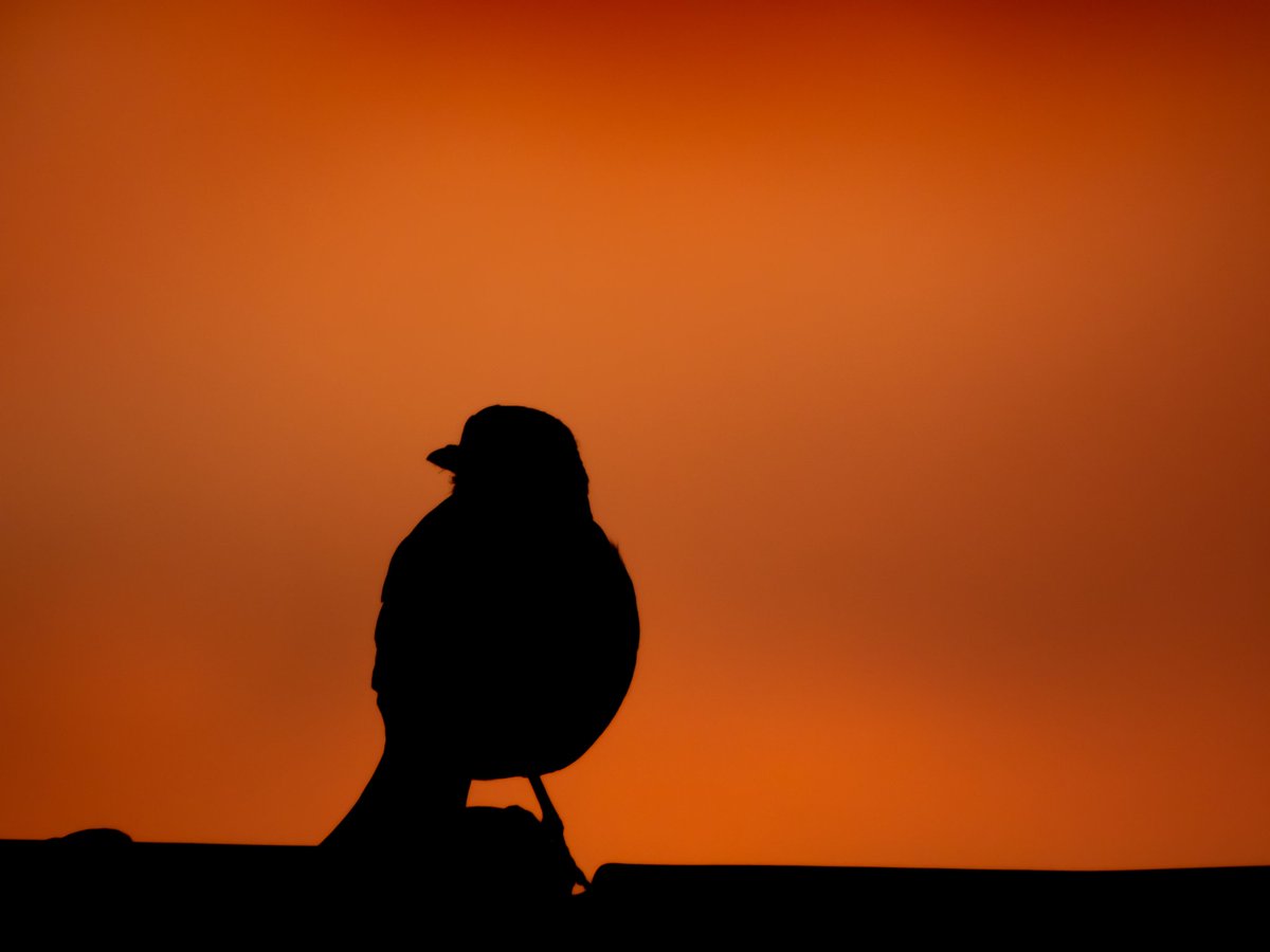 Enjoying another sunset 🐦🤗
#wildlifephotography #photo #nature #wildlife #photography #nikon #p1000 #birds #birdphotography #zoom #sunset #anotherday #nationalgeographic #naturephotography #camera