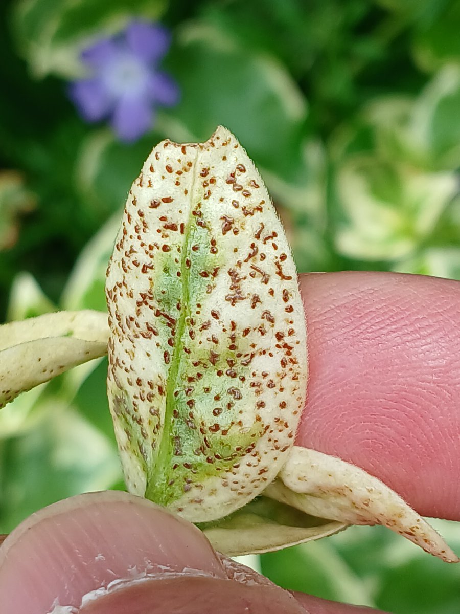 Another street find just outside someone's front garden today. The rust fungus Puccinia vincae looking even more pronounced on Variegated Greater Periwinkle (Vinca major variegata). @BritMycolSoc #TwitterNatureCommunity