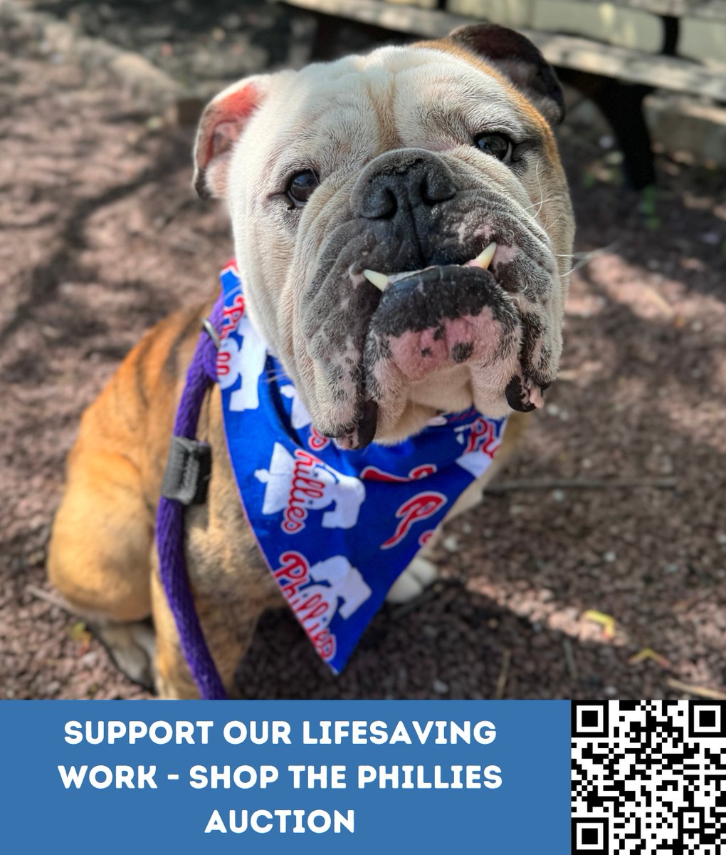 Heineken is here to tell you 2 important pieces of information: 1 - he is STILL looking for his home. 2 - we are thrilled to be the beneficiary of the Philadelphia Phillies auction. Check it out through the QR code or by visiting phillies.auctions.mlb.com to make your bids!