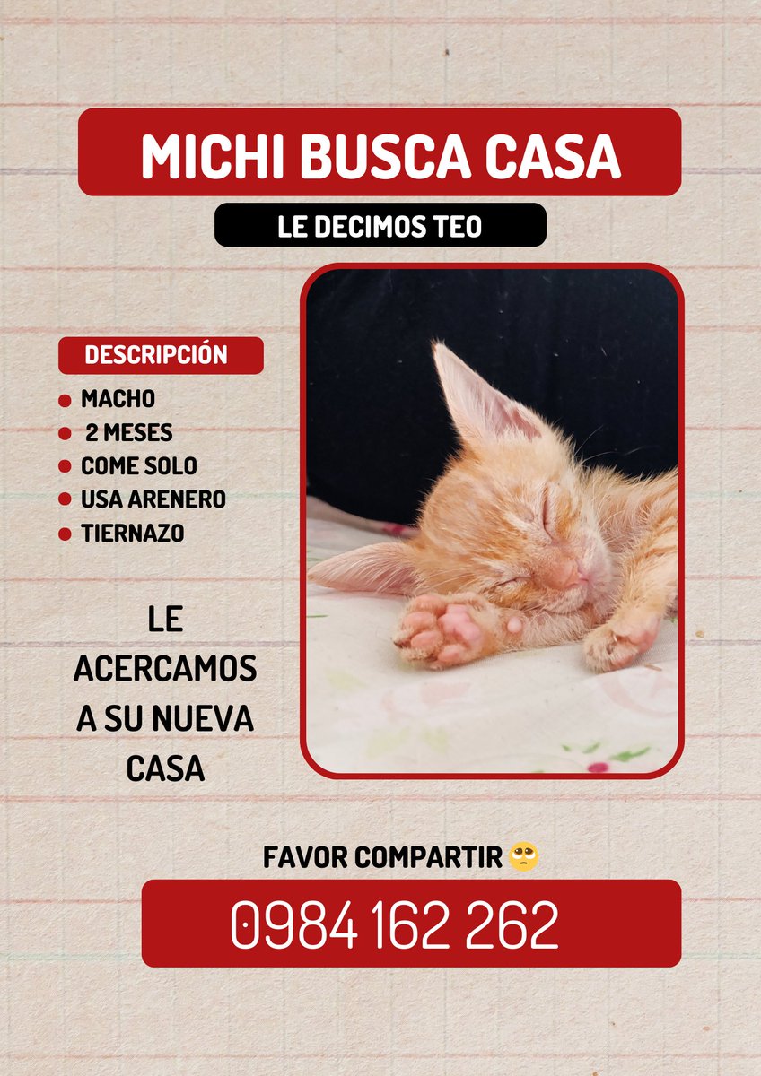 Antollena_'s tweet photo. Michis buscan casaaa! Favor RT para que encuentren su nueva familia 🥹✨🤞🏻 https://t.co/urZPQTMdFp