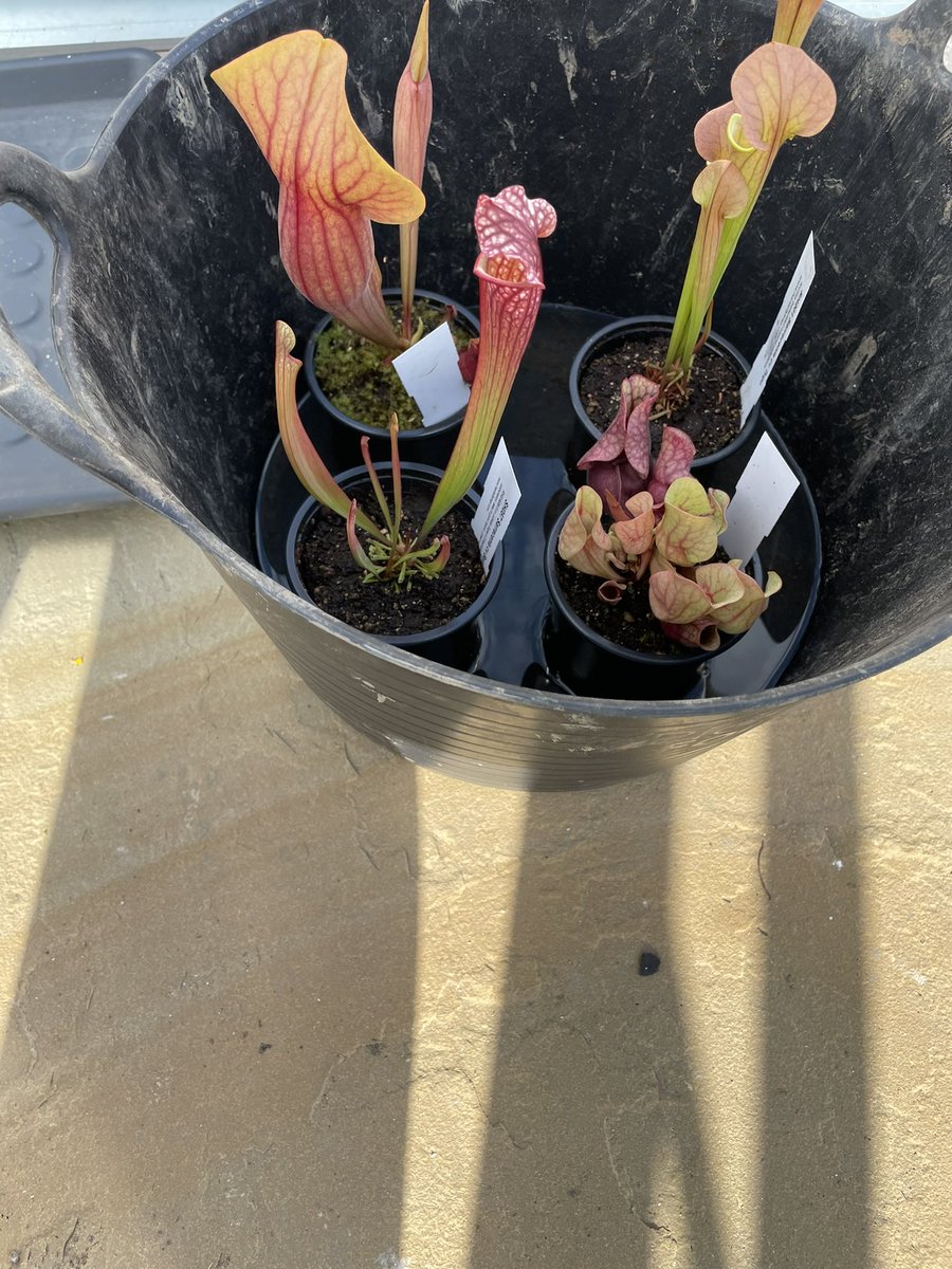 Rebecca Sellers tweet media