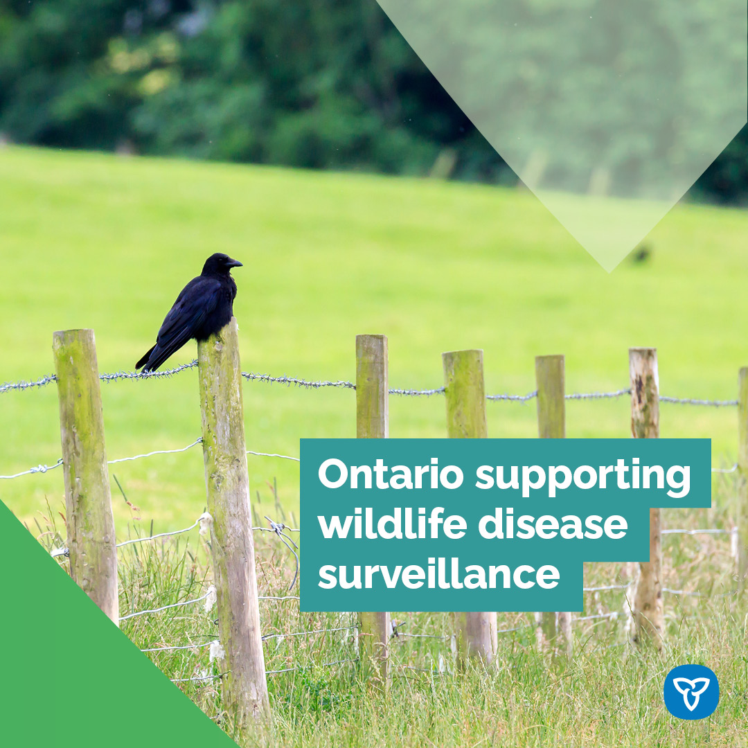 Ontario is providing over $300,000 each year to the Canadian Wildlife Health Cooperative to support surveillance and diagnostic services for wildlife diseases like avian influenza, including the CWHC hotline for reporting sick or injured wildlife. @ONThealth @ONresources