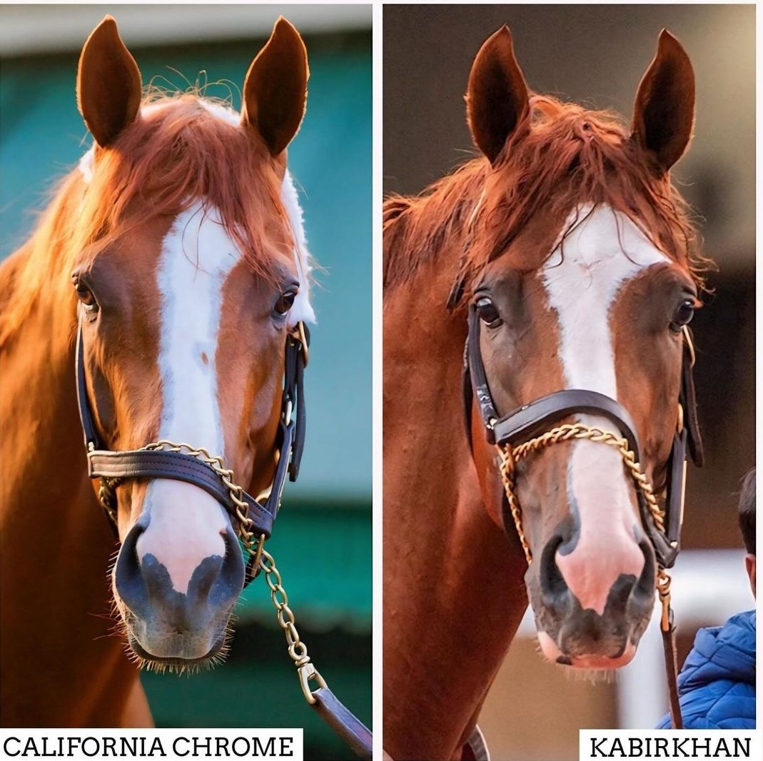 California Chrome oğlu Kabirkhan ile kendini klonlamış