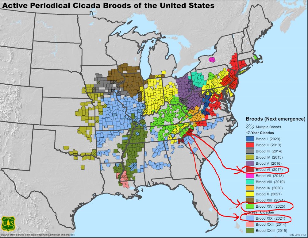 Image of cicadas emerging in South Carolina in 2025